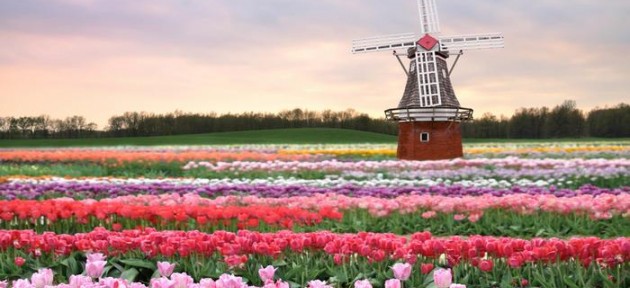 Tarımda yeni dönem: Hollanda tarzı yüksek teknoloji