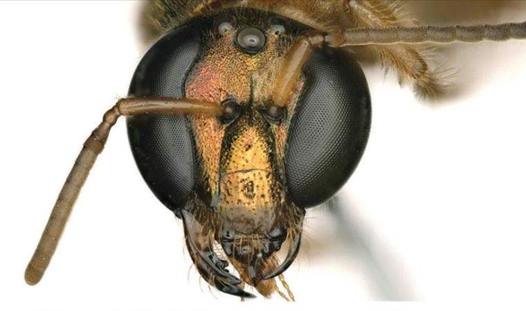 Panama'da yarısı erkek yarısı dişi bir arı keşfedildi