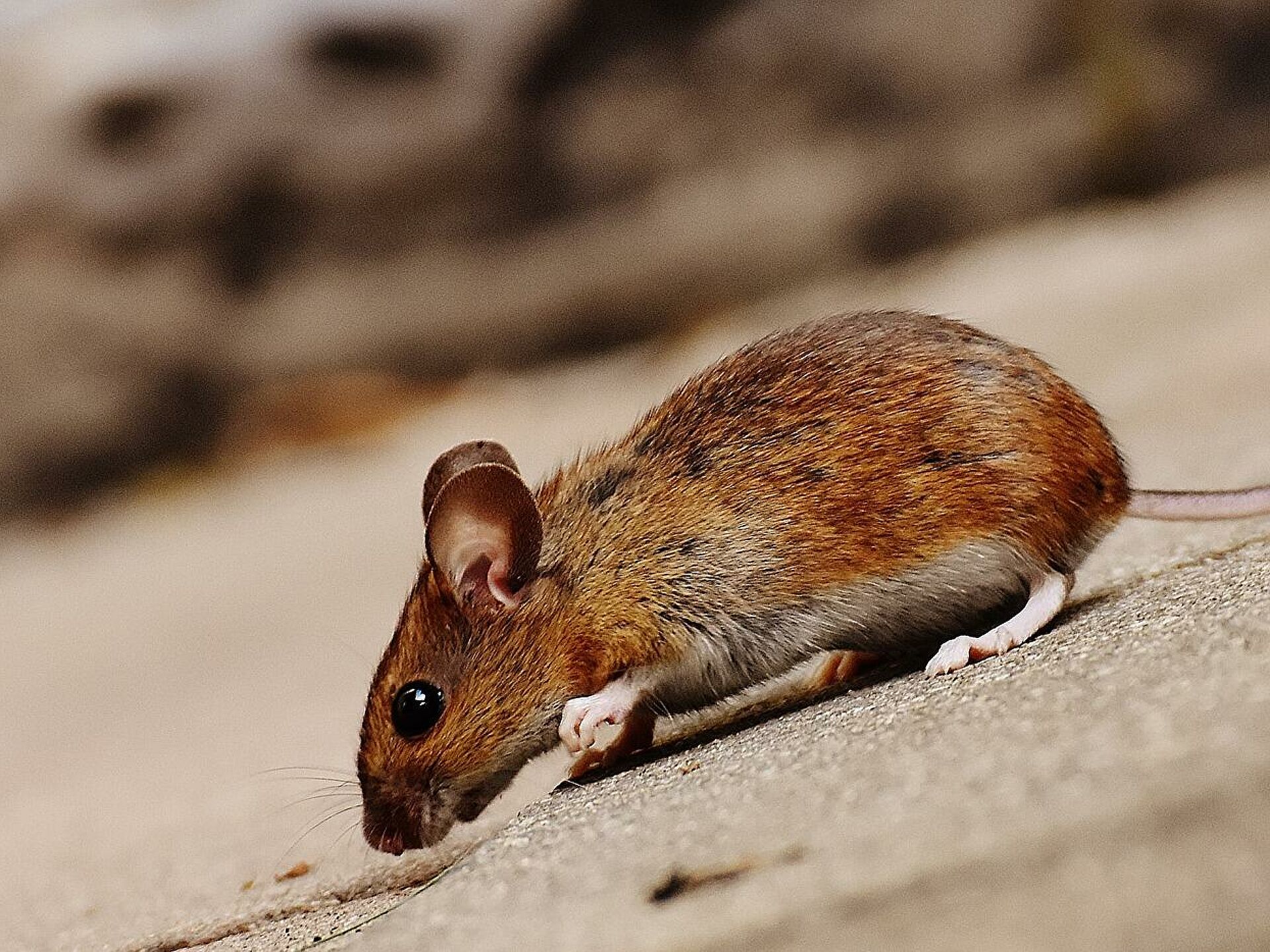 Alman bilim insanları felçli fareyi yürüttüler