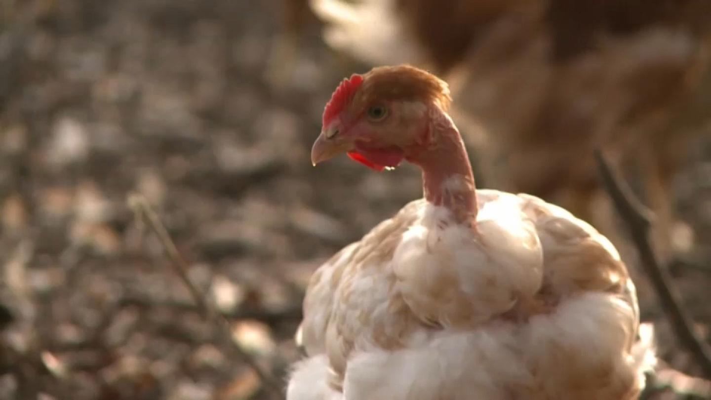 Fransa’da kuş gribi: 1 milyon kümes hayvanı öldürülecek