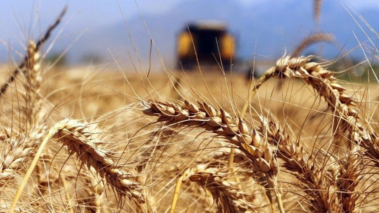 Rusya geçici olarak bazı ülkelere tahıl ihracatını durdurdu