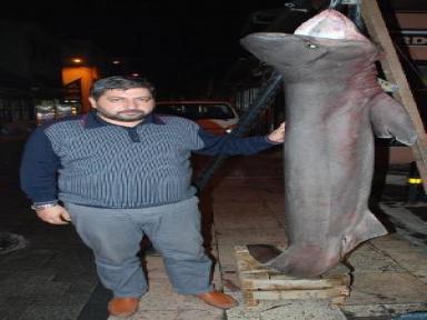 Dev Köpekbalığı Balıkçı Ağlarına Takıldı