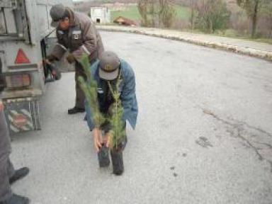 Çam Fidelerini Çalan 2 Bulgar Gözaltına Alındı