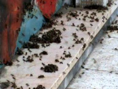 Arılar Marketi Bastı